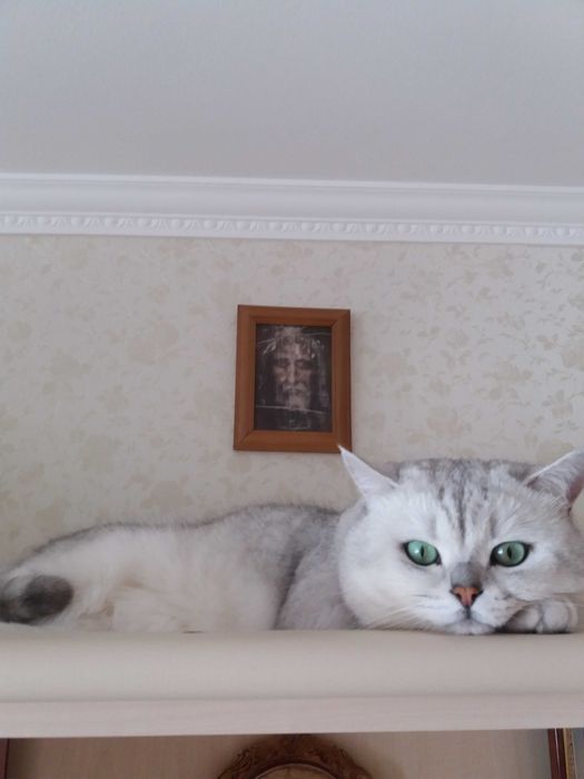 Вязка с котиком порода британская серебристая шиншилла