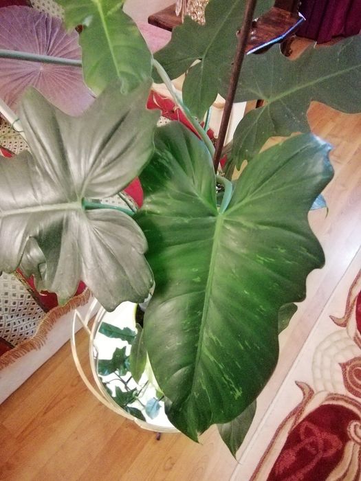 Продається філодендрон Лайм Фідл