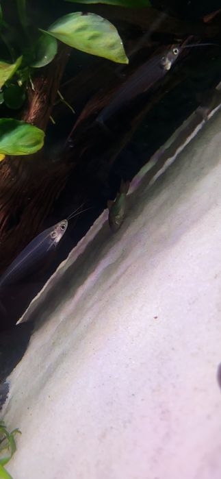 2 sumiki szkliste 
Na sprzedaż 2 sumiki szkliste (glass catfish), ok. [podaj rozmiar np. 5–8 cm].
Ryby są zdrowe, aktywne i dobrze za