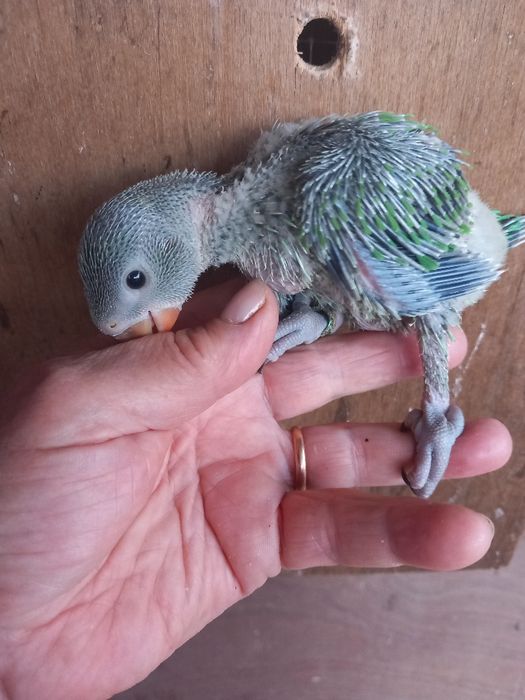 BEBÊS Ring Nekers criados a mão