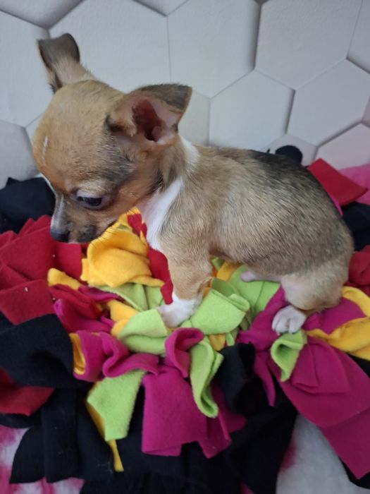 Chihuahua pies samiec