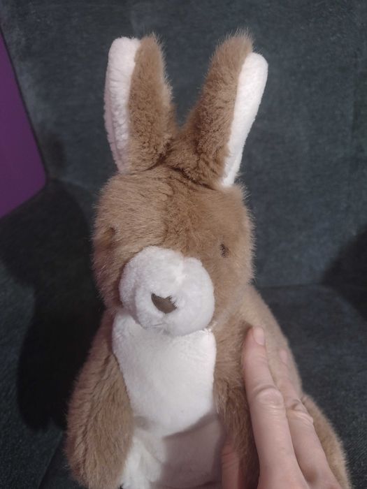 Кіт - рюкзак та кенгуру