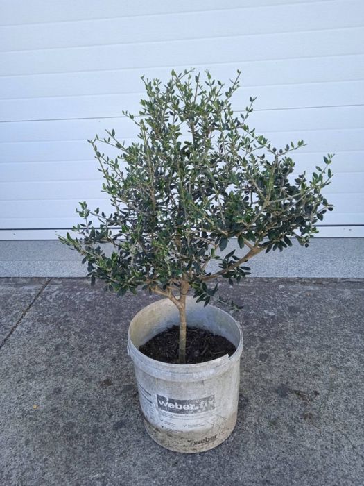 Vendo oliveiras bonitas para jardim