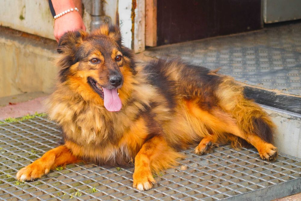 Fasta - kudlata suczka szuka domu