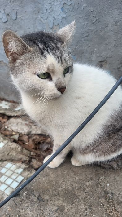 Уехали, а кошку выбросили в мусорные баки