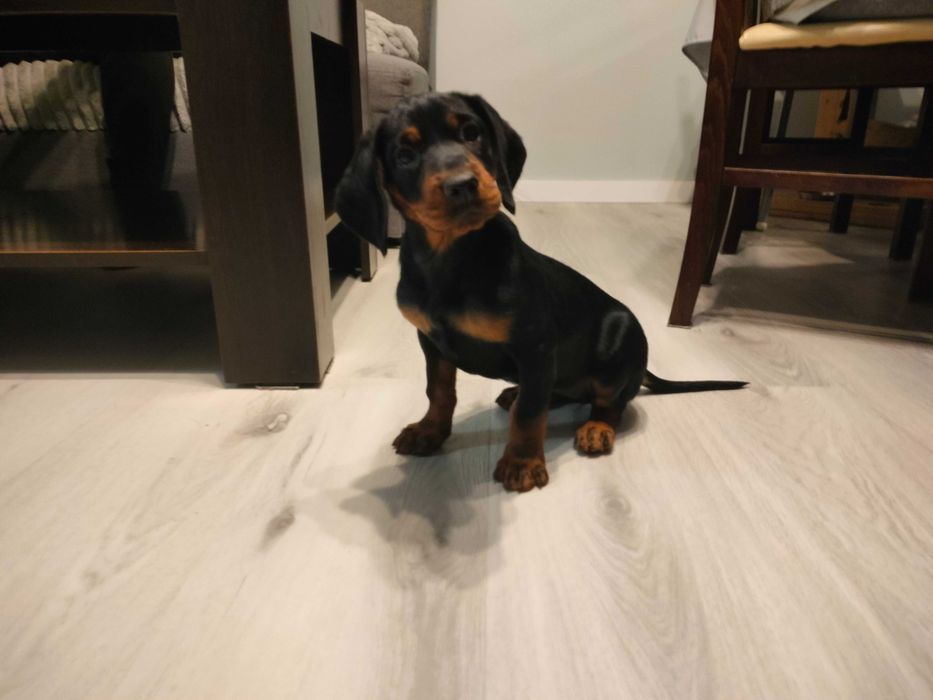 Gończy Słowacki Kopov ZKwP Fci