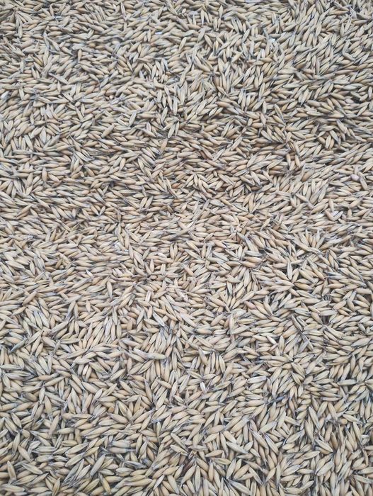 Owies Lion do siewu.