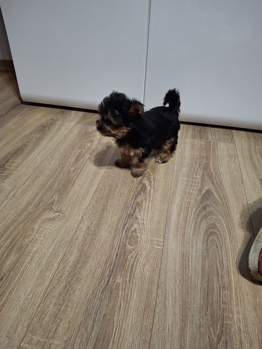 Sunia yorkshire terrier