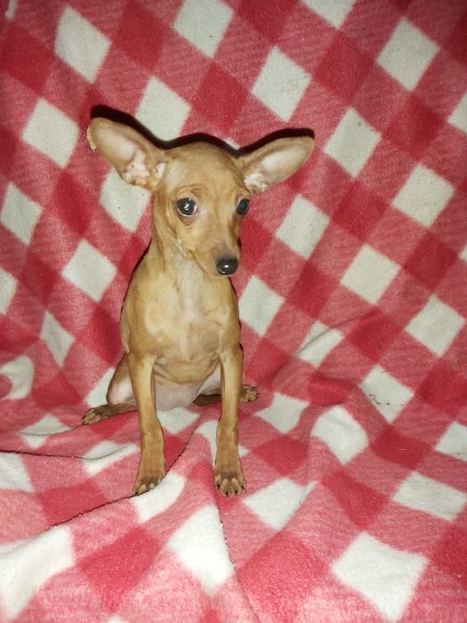 Pinscher miniatura