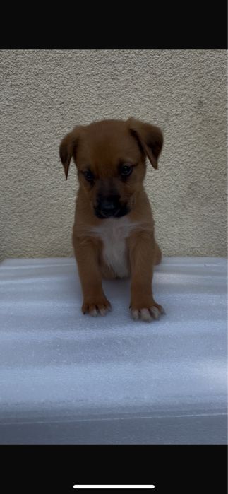 Cães bebés para adoção responsável