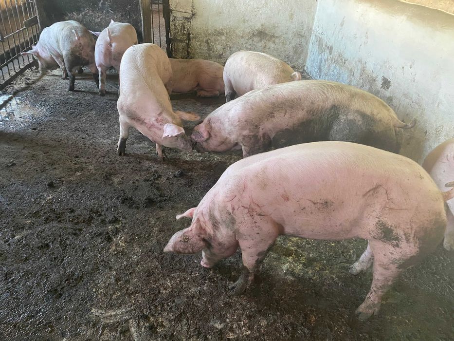 ремонтные свиноматки