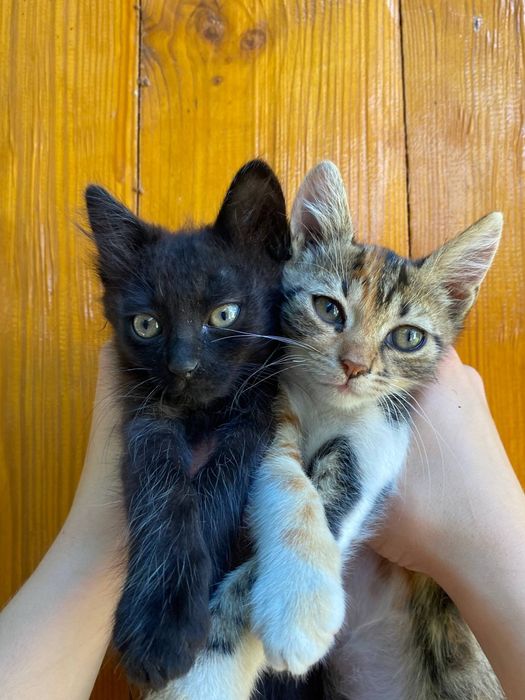 Віддам в добрі ручки котенят