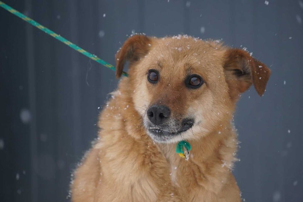 Yeti do adopcji – Schronisko Jasionka