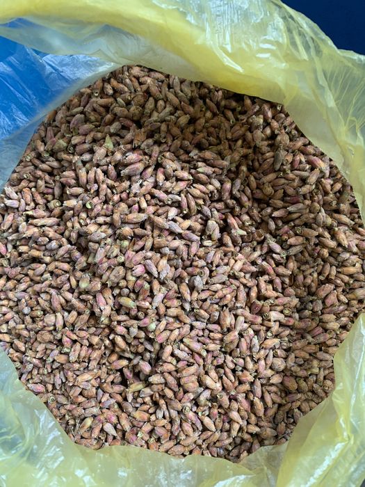 Продам бруньки смородини