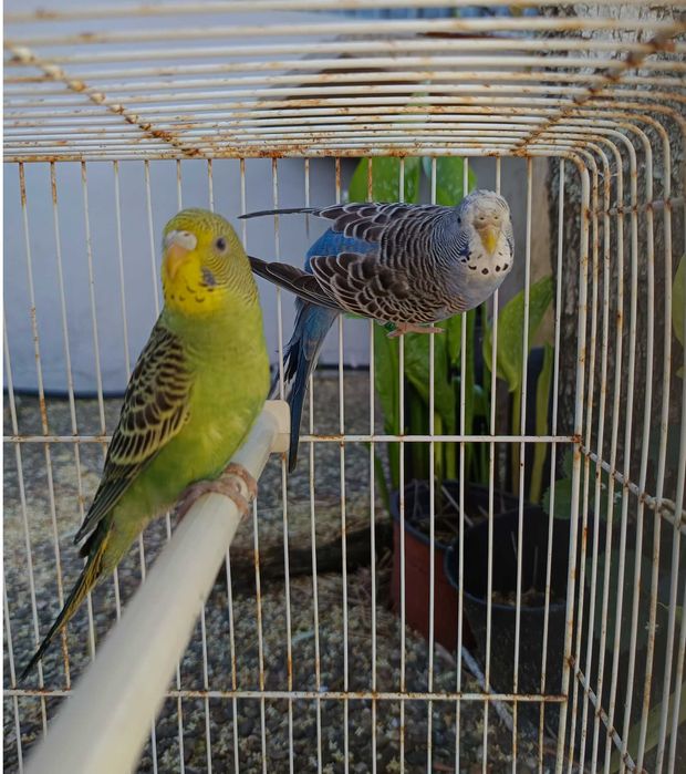Casal de Periquitos Australianos