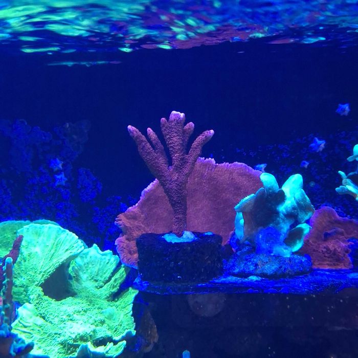Montipora czerwona - szczepka