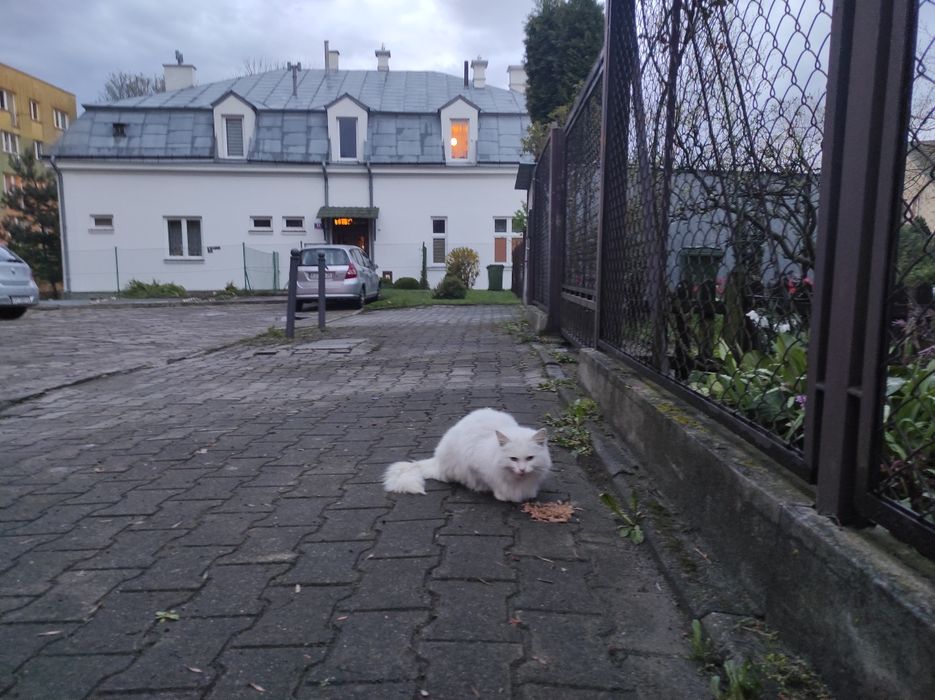 Czyj ten kotek cały biały chyba kotka ,na pewno jest kogoś .