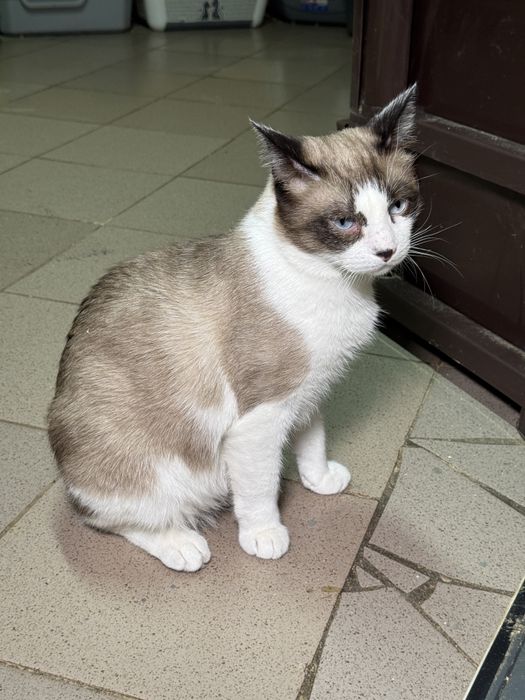 Котейки в дар хорошим людям
