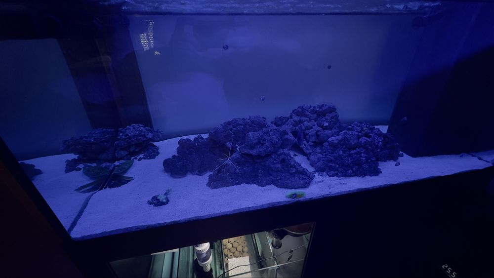 Aquário completo, com sump e material (na garantia)