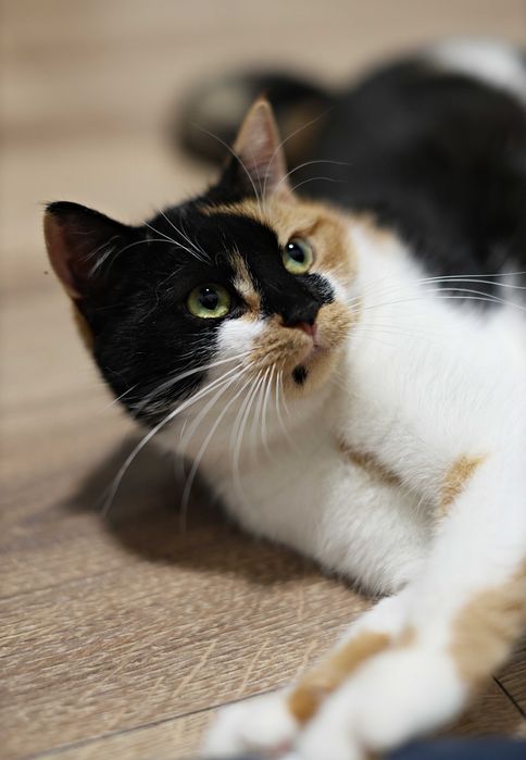 Cudowne Siostry szukają swojego człowieka.