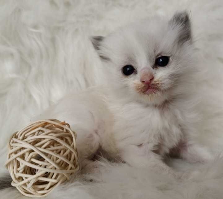 Ragdoll  kocurek z rodowodem WCF