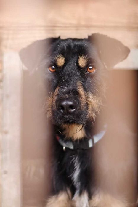 Jagdterrier  mix  Joker szuka domu-schronisko Zgierz-aktualne