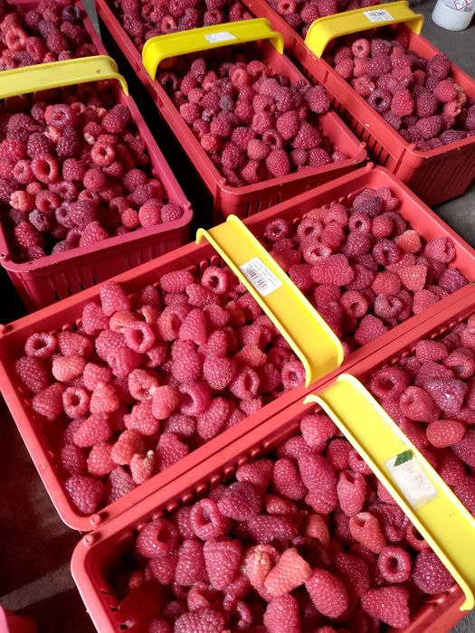 Witam sprzedam sadzonki maliny polonez