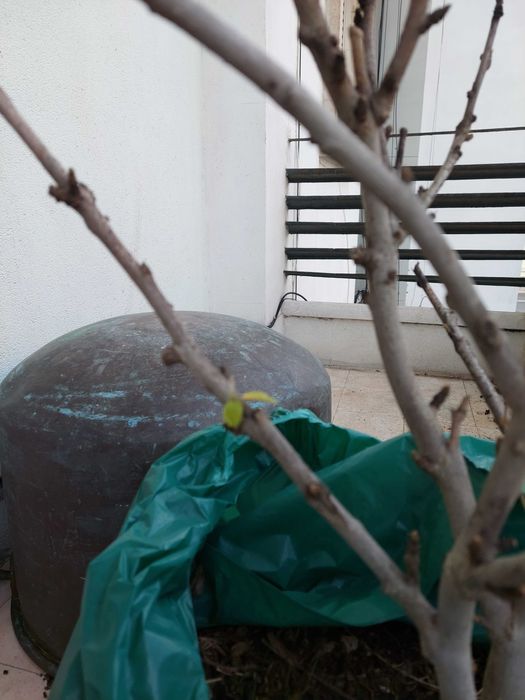 Árvore Hibisco 1 metro altura