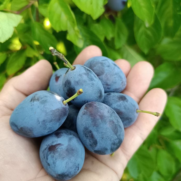 Śliwka wegierka  rwana ręcznie dostępne od ręki