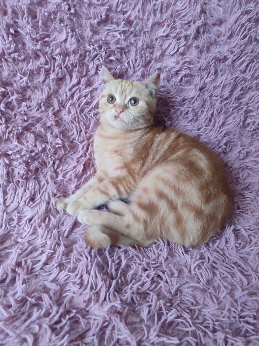 Скоттиш Страйт котята