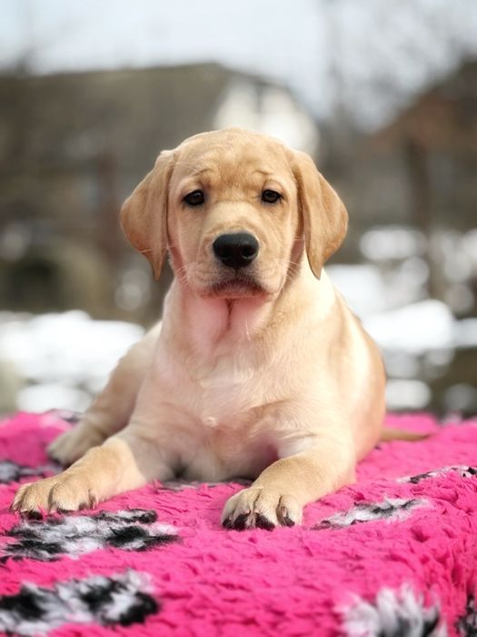 Цуценята  лабрадора ретривера!