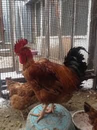 Инкубационные яйцо Испанка голашейка