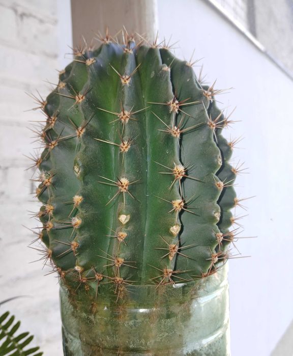 Кактус молодой .