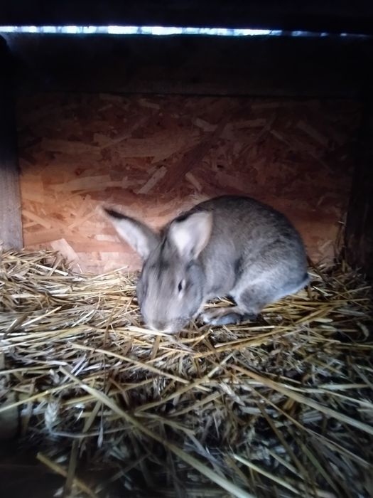 Króliki Samce i samice