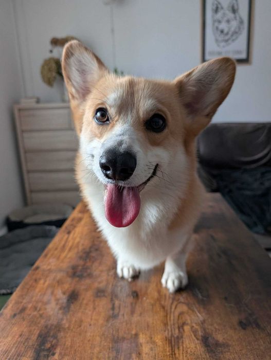 Welsh corgi pembroke