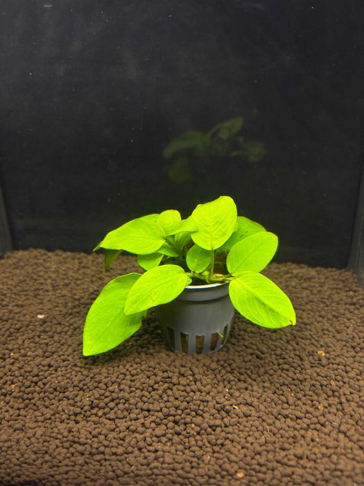 Anubias Gold M.G Quarium