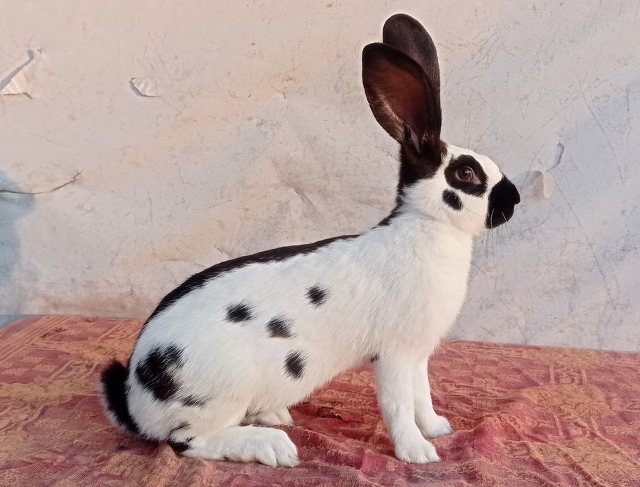 Німецький строкач