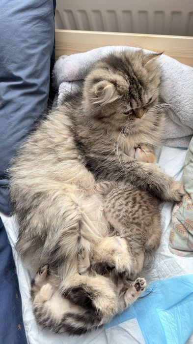 Kotka brytyjska legalna hodowla