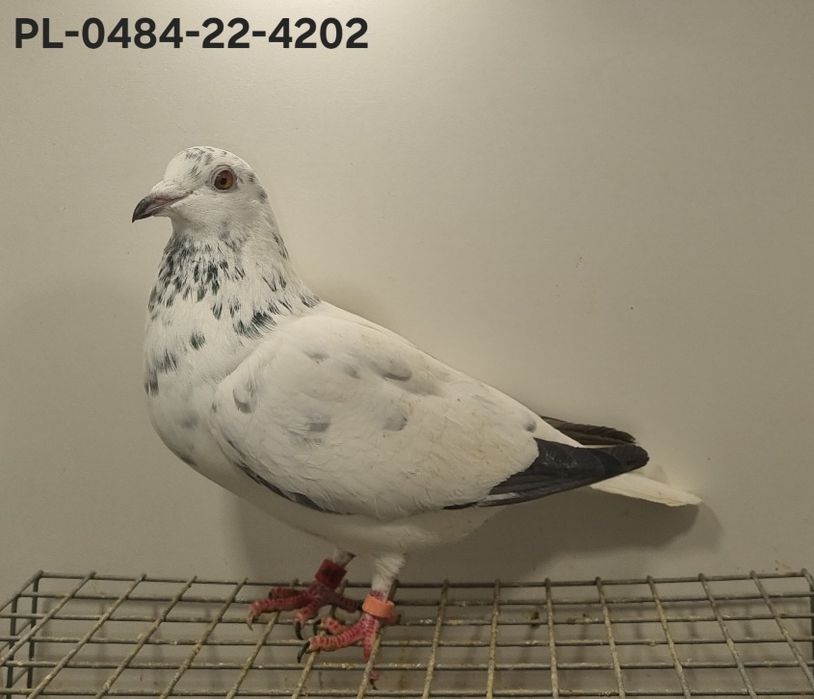 Gołębie Ludo Claessens