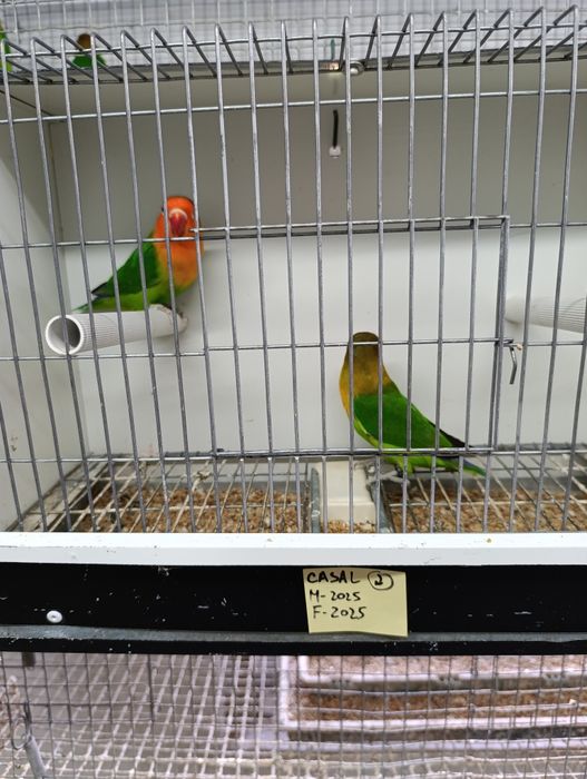 Casal de agapórnis fischeris verdes  ancestrais