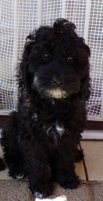 Cockapoo F1b, czekoladowa sunia, tata pudel biało/ czarny, FCI, badania