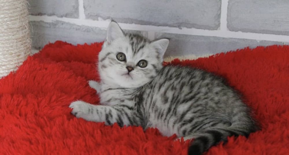 Скоттиш страйт малыши