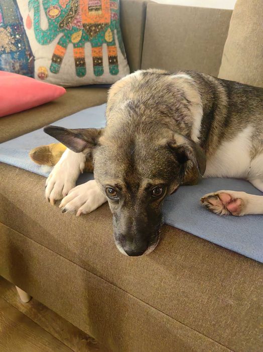 oddam psa, piesek szuka domu PILNIE