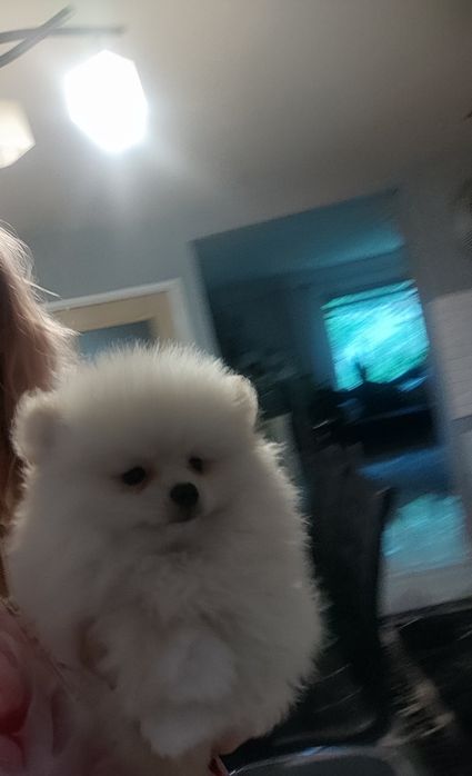 Piesek pomeranian