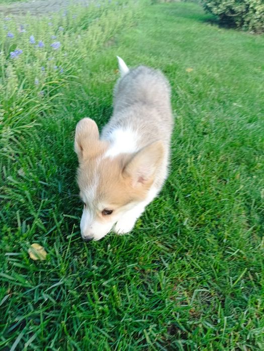 Piesek Welsh Corgi PEMBROKE - Kapsel