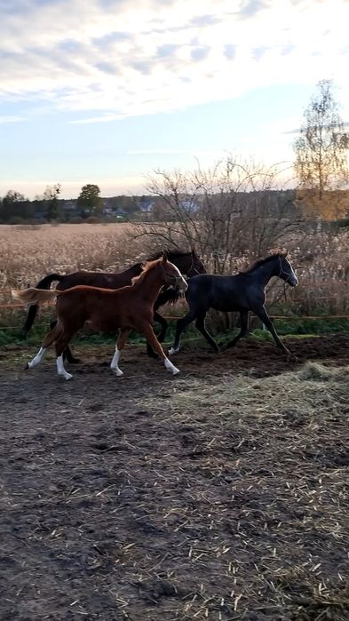 Klaczka Zangersheide po R-Champagne KZ
