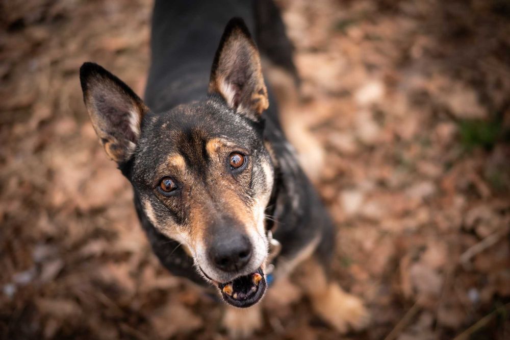 Master-spokojny psiak, stracił opiekuna, trafił do schroniska- adopcja