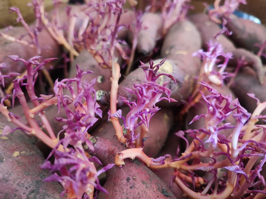 Батат (солодка картопля) - розсада, ціна/якість, доставка