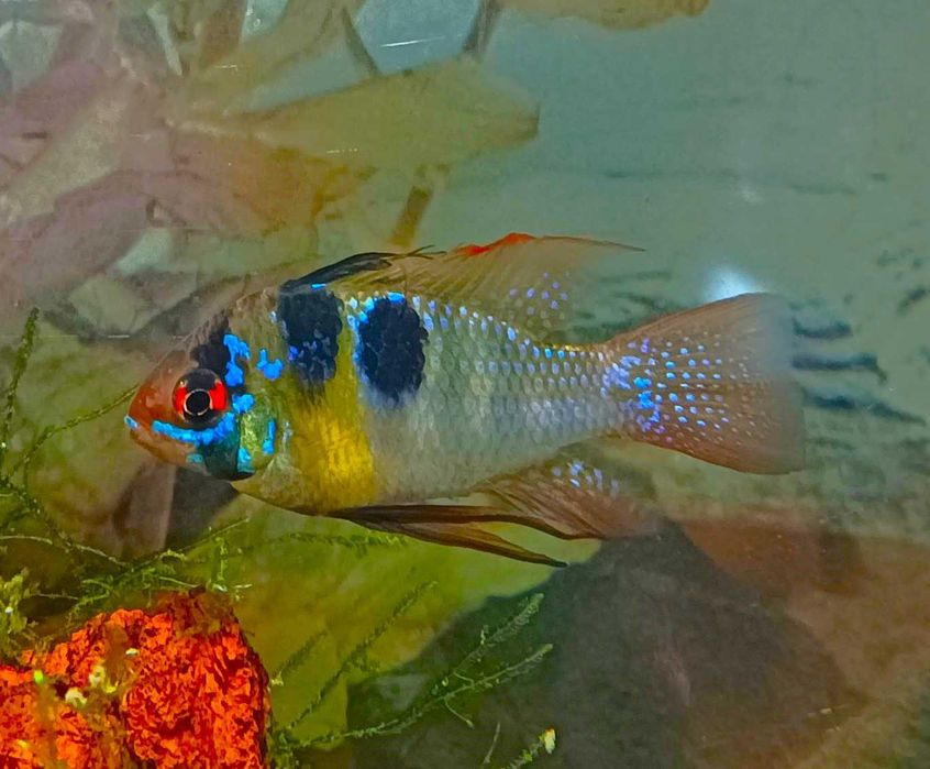 Mikrogeophagus Ramirezi German Blue Macho XL (Fotos Reais)