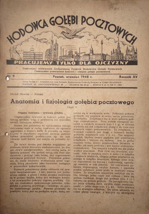 Hodowca gołębi pocztowych 9 1948